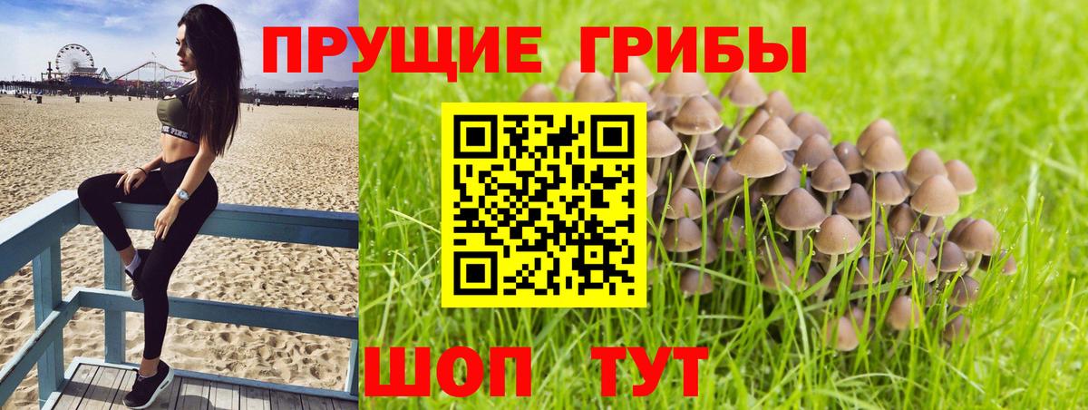 Галлюциногенные грибы GOLDEN TEACHER  Вход с VPN  Сальск  Псилоцибиновые грибы MAGIC MUSHROOMS 